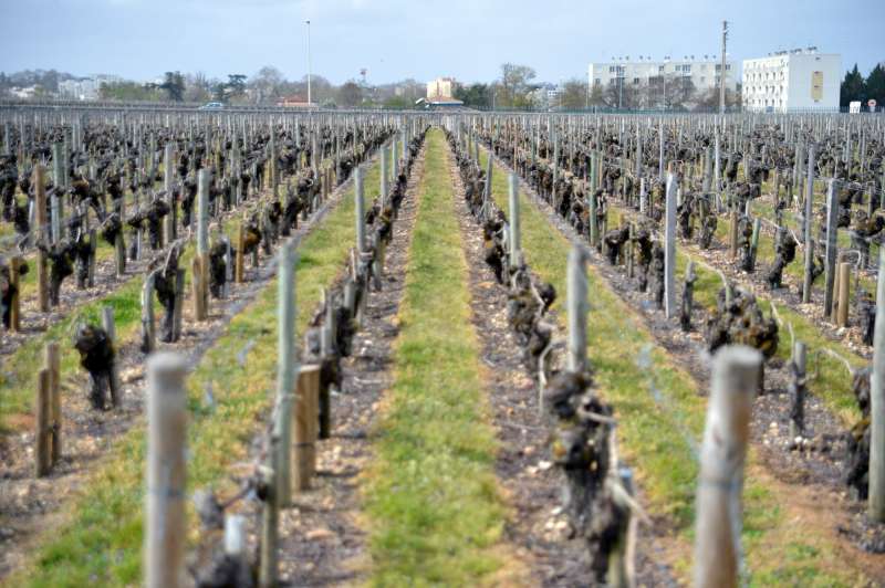 Vines at La Mission Haut Brion